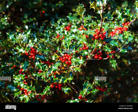 Was Isst Ein Holly Bush?